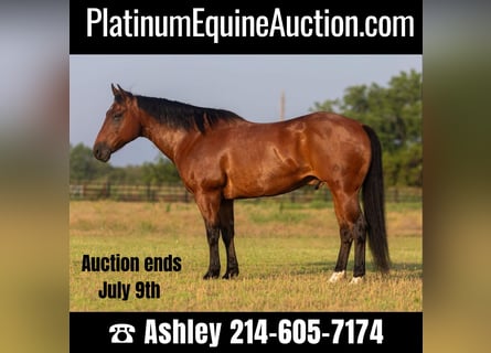American Quarter Horse, Wallach, 12 Jahre, 152 cm, Rotbrauner