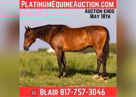 American Quarter Horse, Wallach, 12 Jahre, 152 cm, Rotbrauner