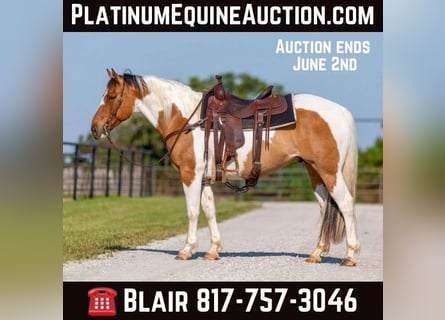 American Quarter Horse, Wallach, 12 Jahre, 152 cm, Tobiano-alle-Farben