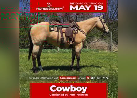 American Quarter Horse, Wallach, 12 Jahre, 155 cm, Buckskin
