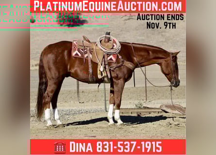 American Quarter Horse, Wallach, 12 Jahre, 155 cm, Dunkelfuchs