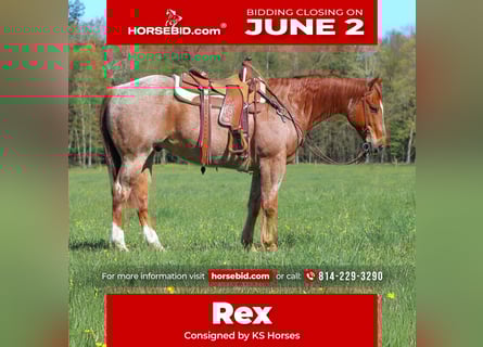 American Quarter Horse, Wallach, 12 Jahre, 155 cm, Roan-Red