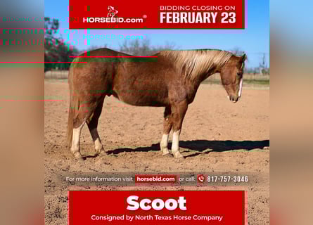 American Quarter Horse, Wallach, 12 Jahre, 155 cm, Rotfuchs