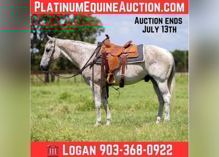 American Quarter Horse, Wallach, 12 Jahre, 155 cm, Schimmel