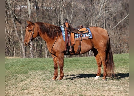 American Quarter Horse, Wallach, 12 Jahre, 157 cm, Falbe