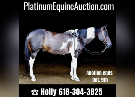 American Quarter Horse, Wallach, 12 Jahre, 157 cm, Rappe