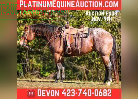 American Quarter Horse, Wallach, 12 Jahre, 157 cm, Roan-Bay