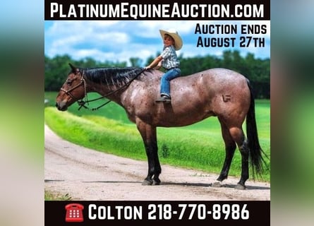 American Quarter Horse, Wallach, 12 Jahre, 157 cm, Roan-Bay