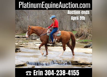 American Quarter Horse, Wallach, 12 Jahre, 160 cm, Overo-alle-Farben