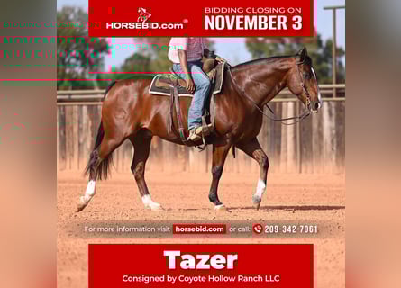 American Quarter Horse, Wallach, 12 Jahre, 160 cm, Rotbrauner