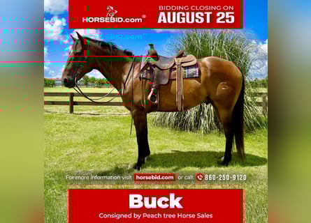 American Quarter Horse, Wallach, 12 Jahre, 163 cm, Buckskin