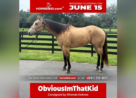 American Quarter Horse, Wallach, 12 Jahre, 163 cm, Buckskin