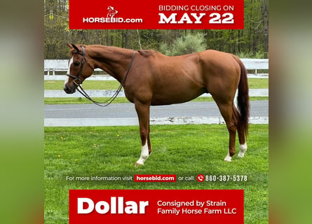 American Quarter Horse, Wallach, 12 Jahre, 163 cm, Rotfuchs