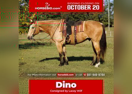 American Quarter Horse, Wallach, 12 Jahre, 168 cm, Buckskin