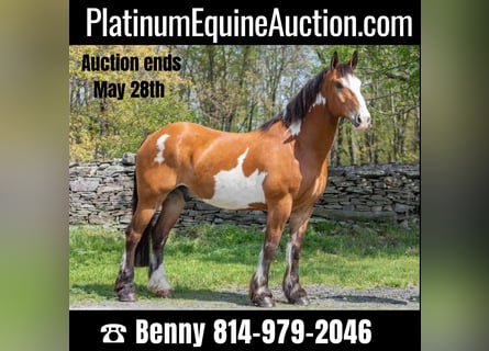 American Quarter Horse, Wallach, 12 Jahre, 168 cm, Overo-alle-Farben