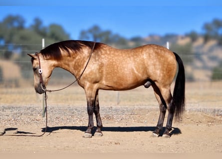 American Quarter Horse, Wallach, 12 Jahre, Buckskin