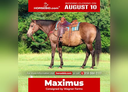 American Quarter Horse, Wallach, 12 Jahre, Buckskin