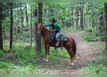 American Quarter Horse Mix, Wallach, 12 Jahre, Dunkelfuchs