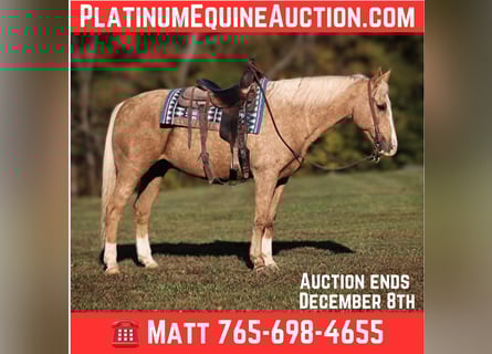 American Quarter Horse, Wallach, 12 Jahre, Palomino