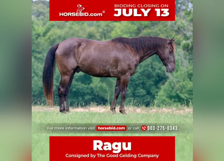 American Quarter Horse, Wallach, 12 Jahre, Rappe