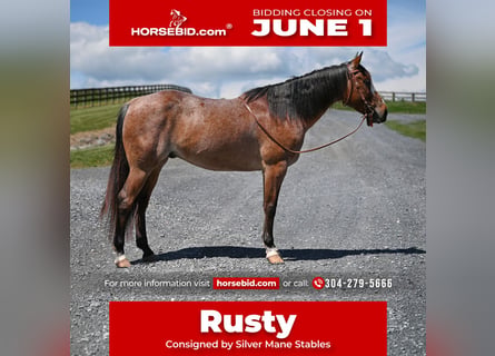 American Quarter Horse, Wallach, 12 Jahre, Roan-Bay