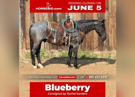 American Quarter Horse, Wallach, 12 Jahre, Roan-Blue