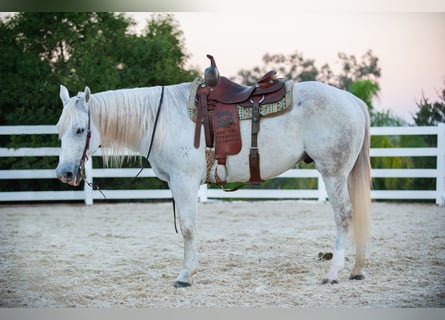 American Quarter Horse, Wallach, 12 Jahre, Schimmel