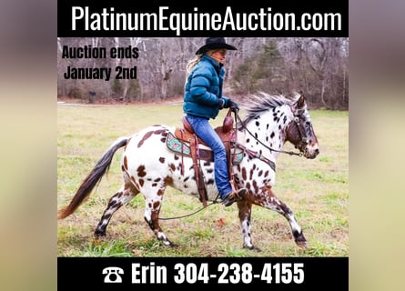 American Quarter Horse, Wallach, 13 Jahre, 132 cm, Rotbrauner