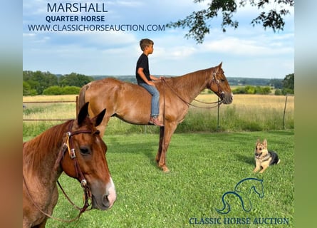 American Quarter Horse, Wallach, 13 Jahre, 142 cm, Roan-Red