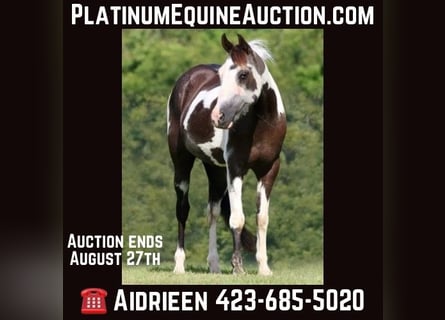 American Quarter Horse, Wallach, 13 Jahre, 142 cm, Tobiano-alle-Farben