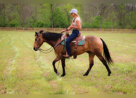 American Quarter Horse, Wallach, 13 Jahre, 145 cm, Buckskin