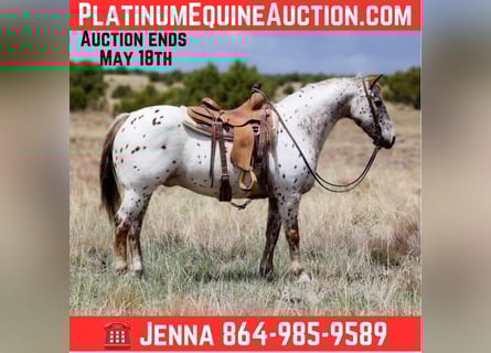 American Quarter Horse, Wallach, 13 Jahre, 147 cm, Roan-Red