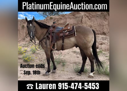 American Quarter Horse, Wallach, 13 Jahre, 150 cm, Grullo