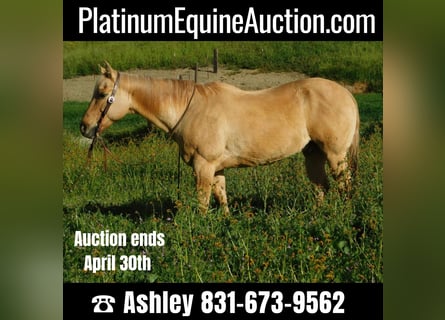 American Quarter Horse, Wallach, 13 Jahre, 150 cm, Palomino
