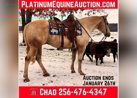 American Quarter Horse, Wallach, 13 Jahre, 150 cm, Palomino