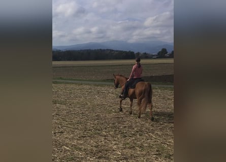 American Quarter Horse, Wallach, 13 Jahre, 150 cm, Red Dun