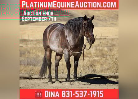 American Quarter Horse, Wallach, 13 Jahre, 150 cm, Roan-Bay
