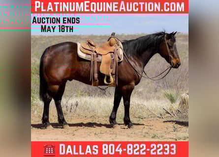 American Quarter Horse, Wallach, 13 Jahre, 150 cm, Rotbrauner