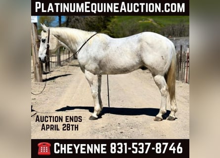American Quarter Horse, Wallach, 13 Jahre, 150 cm, Schimmel
