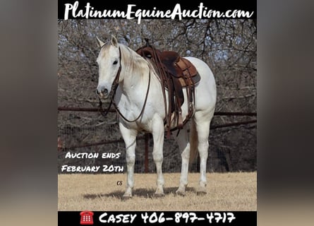 American Quarter Horse, Wallach, 13 Jahre, 150 cm, Schimmel