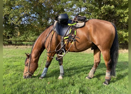 American Quarter Horse, Wallach, 13 Jahre, 152 cm, Brauner