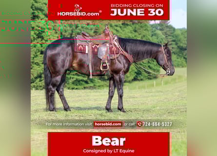 American Quarter Horse Mix, Wallach, 13 Jahre, 152 cm, Brauner