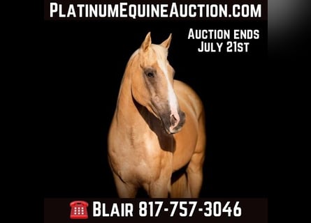 American Quarter Horse, Wallach, 13 Jahre, 152 cm, Palomino