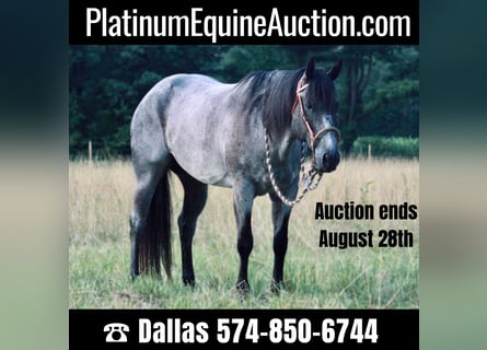 American Quarter Horse, Wallach, 13 Jahre, 152 cm, Roan-Blue