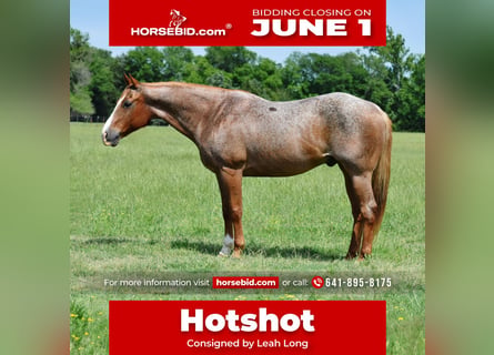 American Quarter Horse, Wallach, 13 Jahre, 152 cm, Roan-Red