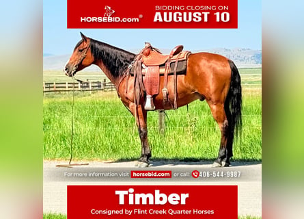 American Quarter Horse, Wallach, 13 Jahre, 152 cm, Rotbrauner