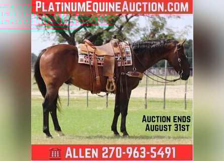 American Quarter Horse, Wallach, 13 Jahre, 152 cm, Rotbrauner