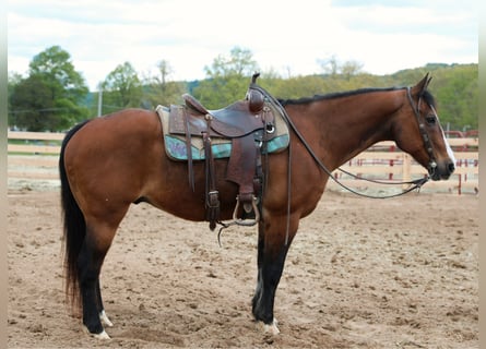 American Quarter Horse, Wallach, 13 Jahre, 152 cm, Rotbrauner