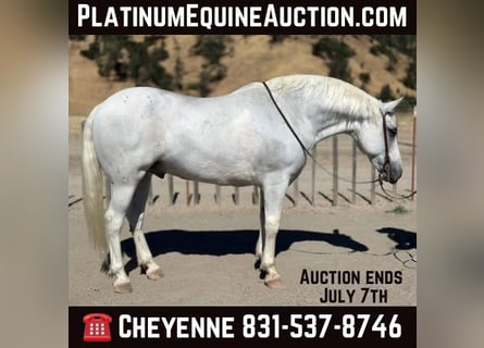 American Quarter Horse, Wallach, 13 Jahre, 152 cm, Schimmel