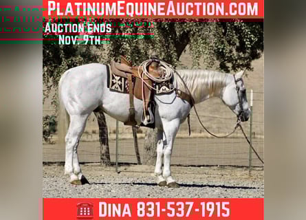 American Quarter Horse, Wallach, 13 Jahre, 152 cm, Schimmel American Quarter Horse, Wallach, 13 Jahre, 152 cm, Schimmel